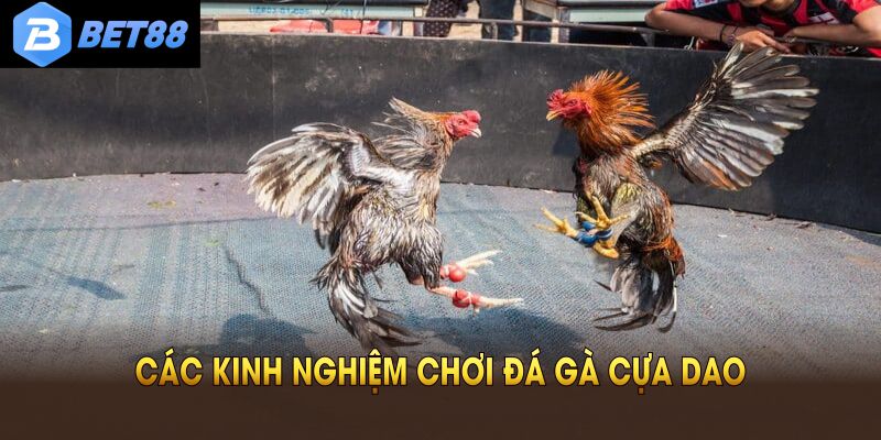 Các kinh nghiệm chơi đá gà cựa dao cơ bản mọi người cần nhớ