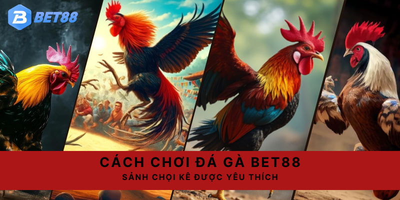Chọi kê cựa dao là sự lựa chọn soi kèo của rất nhiều hội viên nhà cái