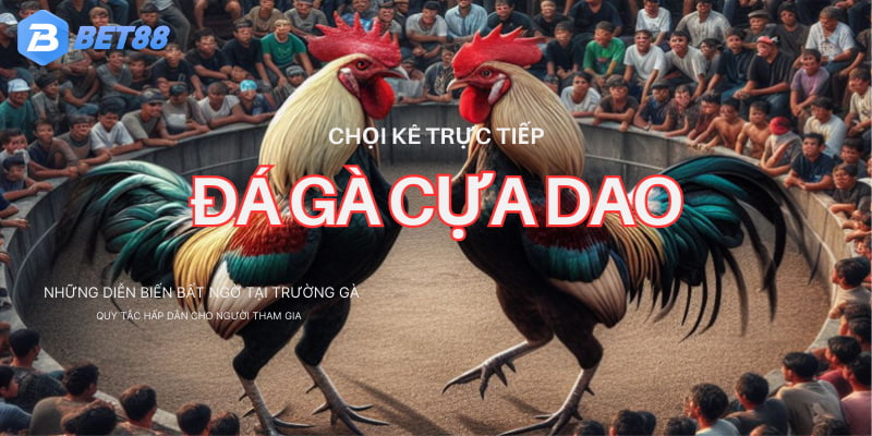 Cách tham gia chơi soi kèo chiến kê đơn giản trên nhà cái BET88