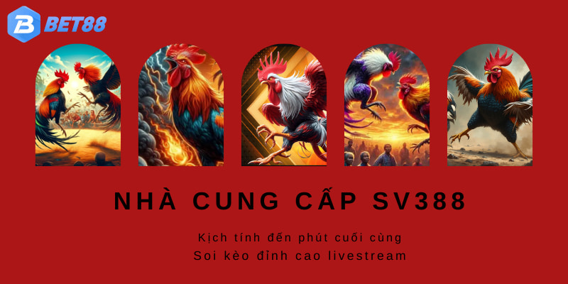 Bạn được xem livestream trực tiếp từng trận chọi tại sới qua màn hình