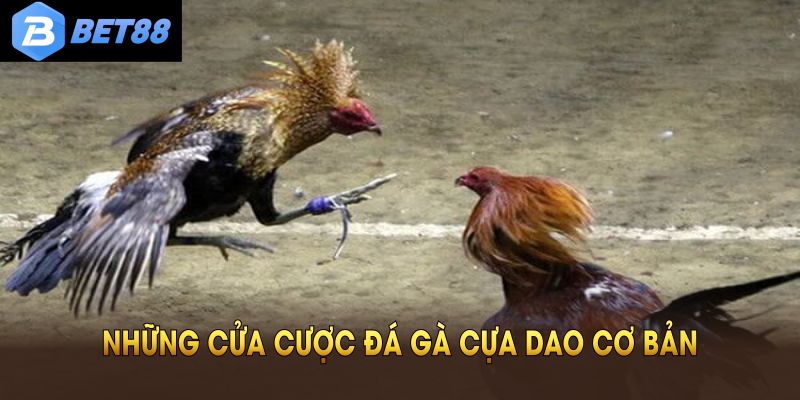 Những cửa cược đá gà cựa dao cơ bản cần nắm
