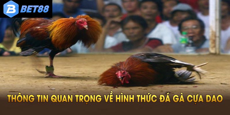 Các thông tin quan trọng về hình thức đá gà cựa dao