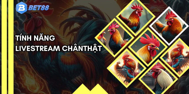Có rất nhiều thể loại chọi được tổ chức trên sảnh game chọi kê này