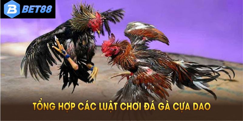 Tổng hợp các luật chơi đá gà cựa dao cơ bản